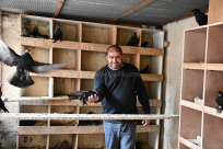  صور - نصائح وارشادات يقدمها الخبير زهدي عاشور لمربي الطيور 